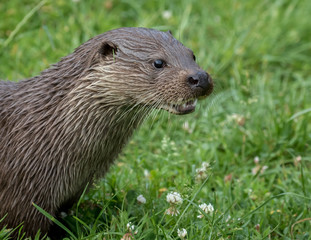 Otter head shot with green grass background