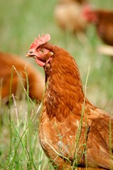Braunes Huhn im Gras auf einer Hühnerwiese, Hochformat
