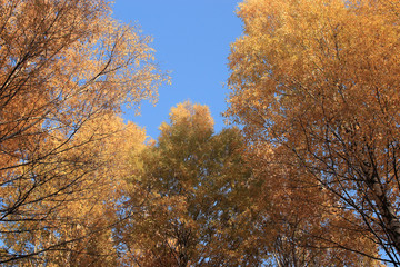 Fototapeta premium trees blue sky yellow leaves up