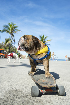 Brazilian dog riding skateboard under the palm trees at Arpoador Ipanema Beach Rio de Janeiro Brazil