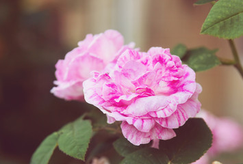 Tea roses in the garden