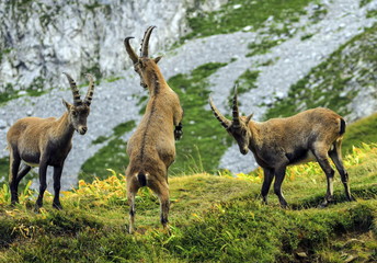 Naklejka na ściany i meble Young male wild alpine, capra ibex, or steinbock