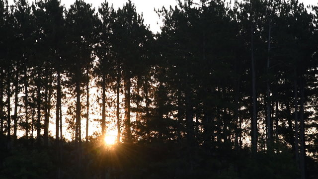 The rises through the silhouettes of Red Pine trees on a summer morning.