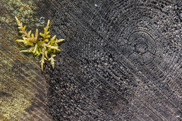 Details of tree stump and moss