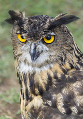 owl with yellow eyes