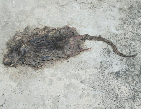 Dead rat on the concrete floor (rot rat)