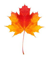 colorful autumn maple leaf isolated on white