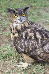 owl with yellow eyes