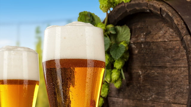 Beer glasses with hop-field on background