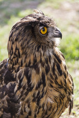 owl with yellow eyes