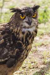 owl with yellow eyes