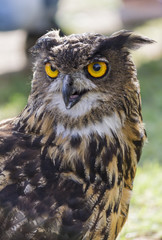 owl with yellow eyes