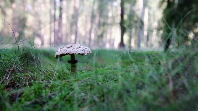 ein Riesenschirmpilz im Wald
