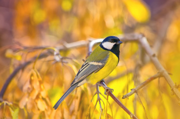 great titmouse on a branch at autumn