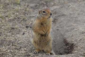 Squirrel - type of ground squirrel in Yakutia.
