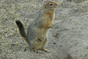 Naklejka na ściany i meble Squirrel - type of ground squirrel in Yakutia.
