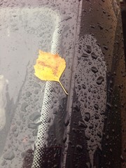 yellow autumn leaf on the car