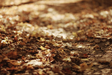 fallen yellow autumn leaves background, texture