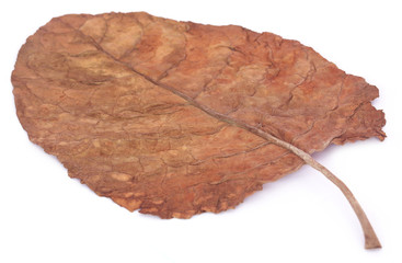 Dry tobacco leaf