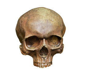 The skull of Homo sapiens sapiens on white background