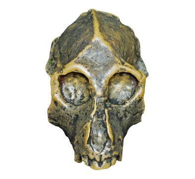 The skull of Dryopithecus ancient ape onwhite background