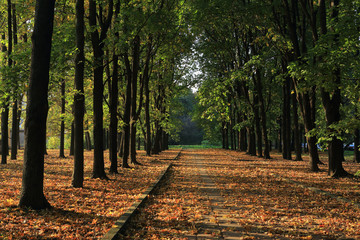 Autumn alley in a Moscow park.