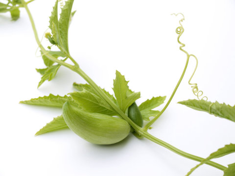 Achocha Vegetable