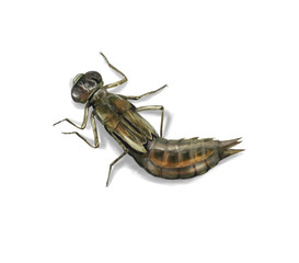 Dragonfly larva