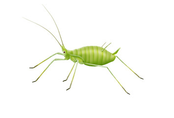 Greenfly