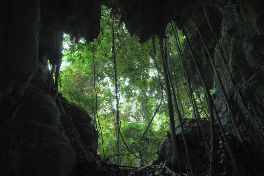 cave of primary forest