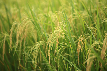 Close up of rice paddy fields
