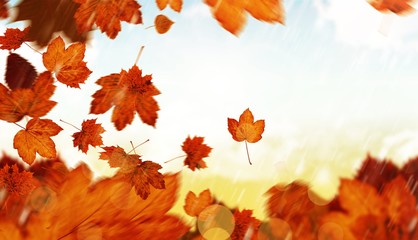 Naklejka na ściany i meble Composite image of autumn leaves