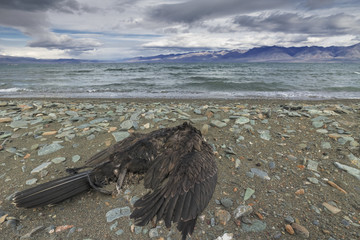 Dead bird on the lake, cast ashore
