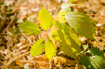 Виноградный лист на траве