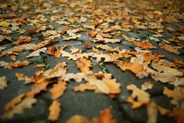 concept autumn is coming to town, leaves on the road