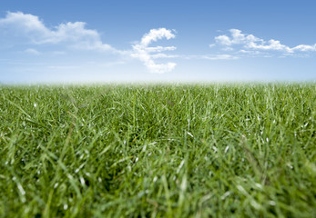 Green grass and Euro currency shaped clouds