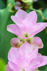 Fototapeta na wymiar Pink Siam Tulip