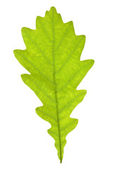 Oak leaf isolated