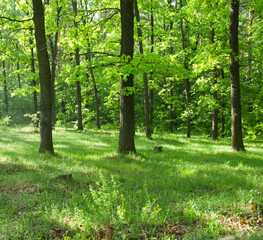  forest