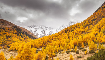 paesaggio autunnale - Val Nera - Livigno - Valtellina (IT)
