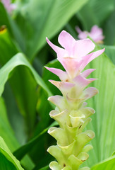 Obraz premium Pink Siam Tulip
