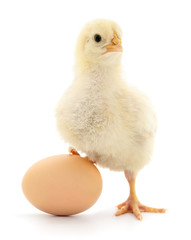 Fototapeta premium Baby chick with egg on white background
