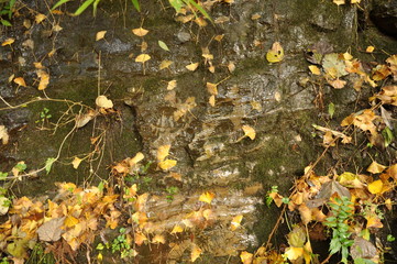 養老渓谷　紅葉
