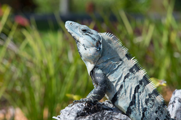 iguana