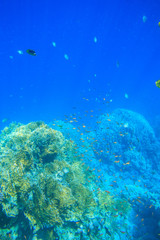 Obraz na płótnie Canvas Tranquil underwater scene with copy space