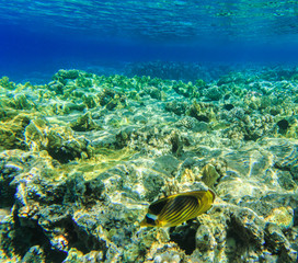 underwater scene with copy space