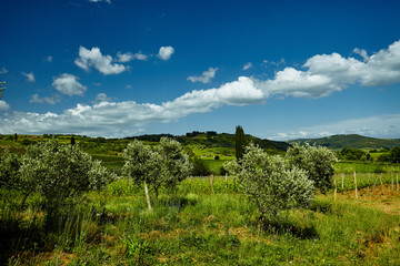 Lonely olive tree in Italy, Tuscany
