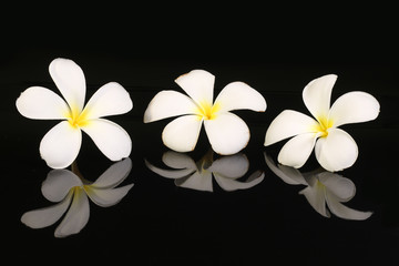 Fototapeta na wymiar White Plumeria flower isolated on black background