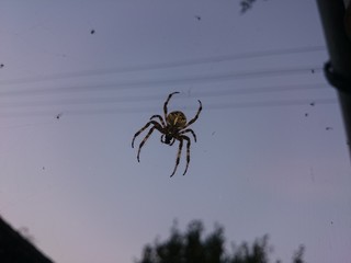 Spider in the air