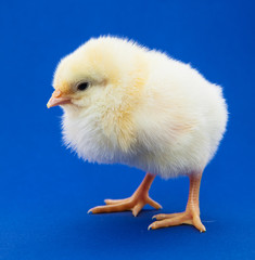 Cute little chick on blue background